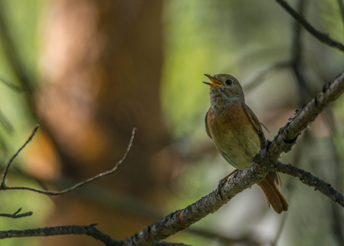 Лесные птички
