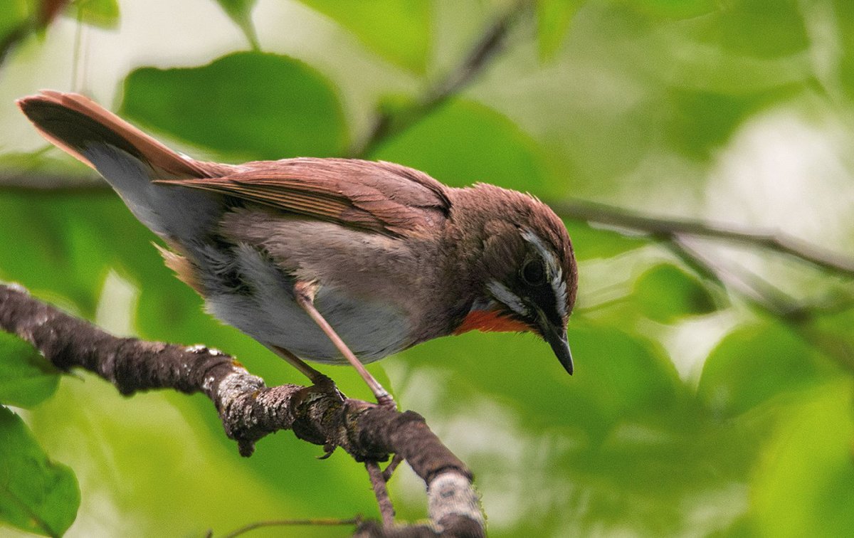 Лесные птички