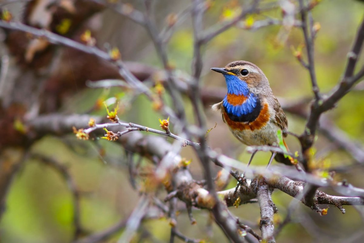 Красивые птицы Беларуси