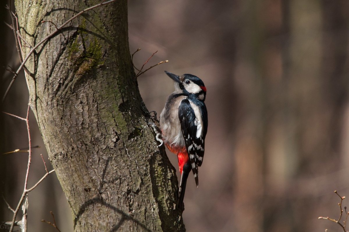 Лесные птицы дятел