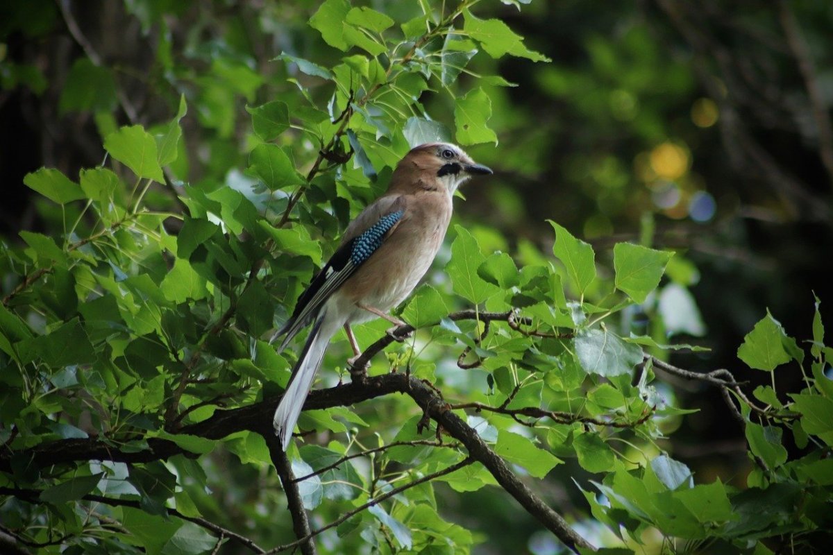 Певчие птицы в лесу