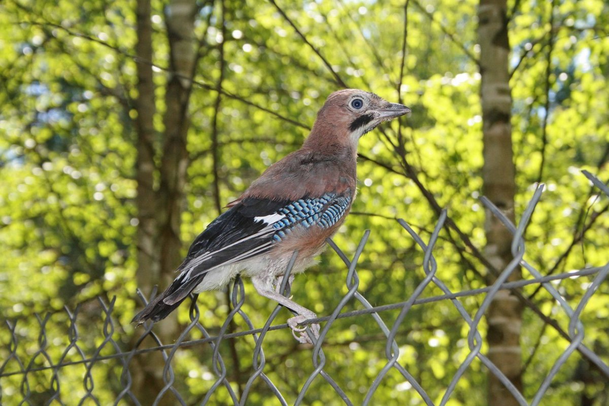 Сойка пересмешница птица