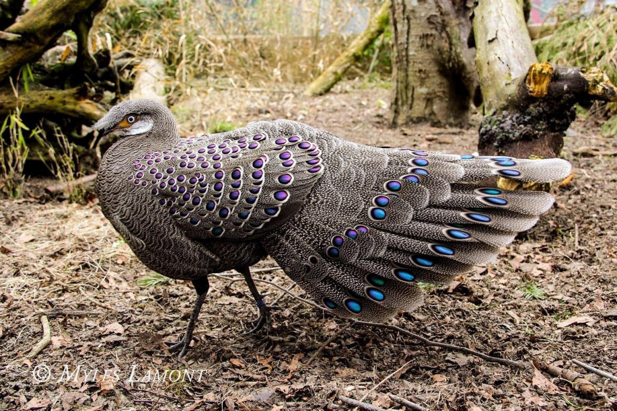 Борнейский павлиний фазан