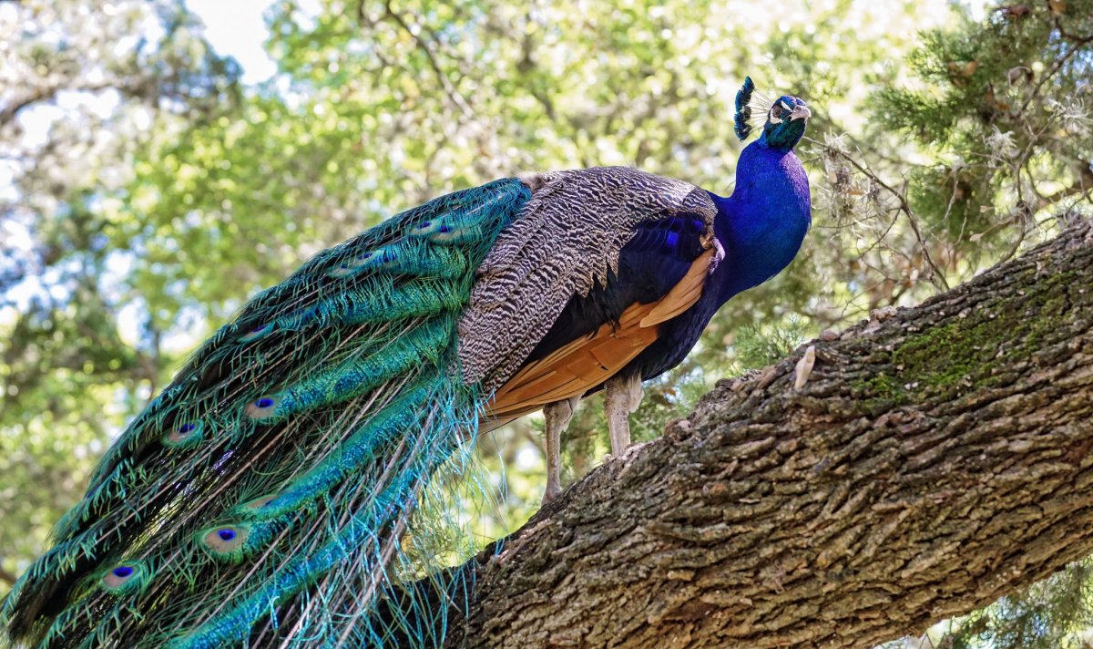 Пурпурно. Черноплечий Павлин