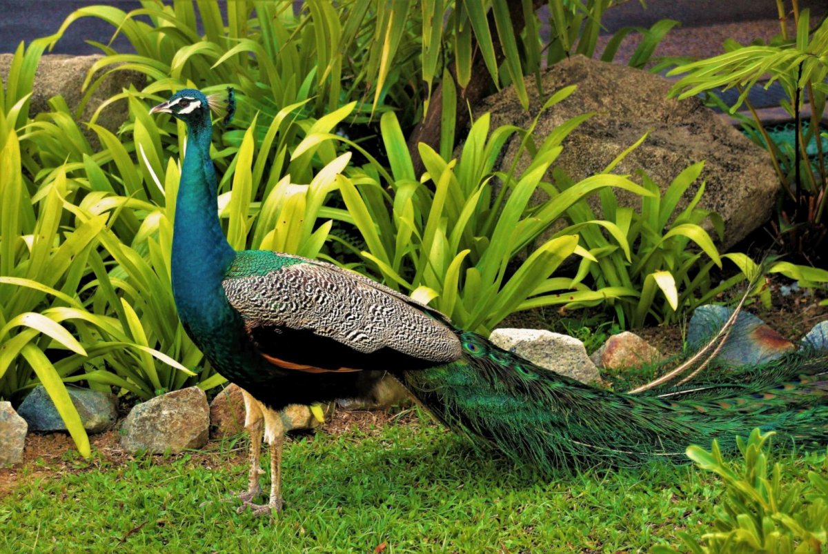 Цвет синий Павлин