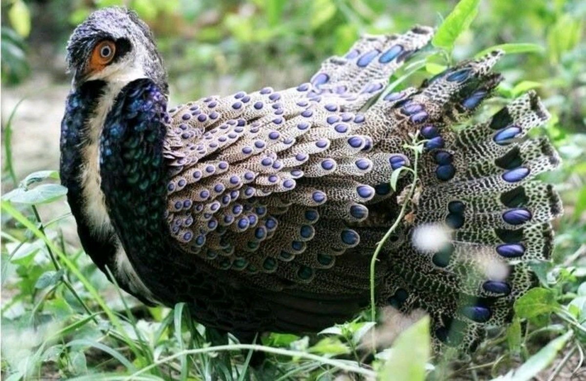 Палаванский фазан