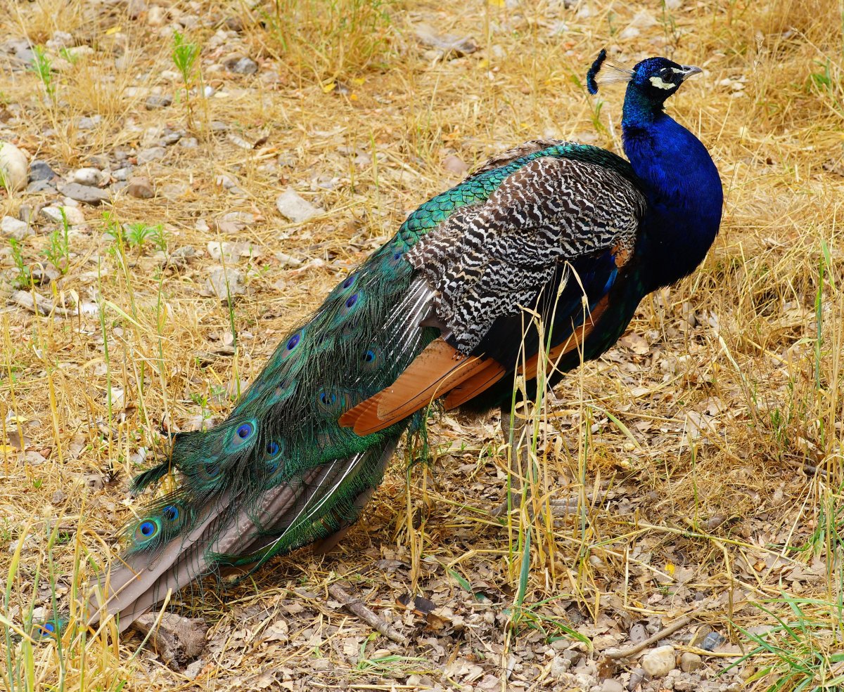 Павлиний фазан (Polyplectron bicalcaratum)