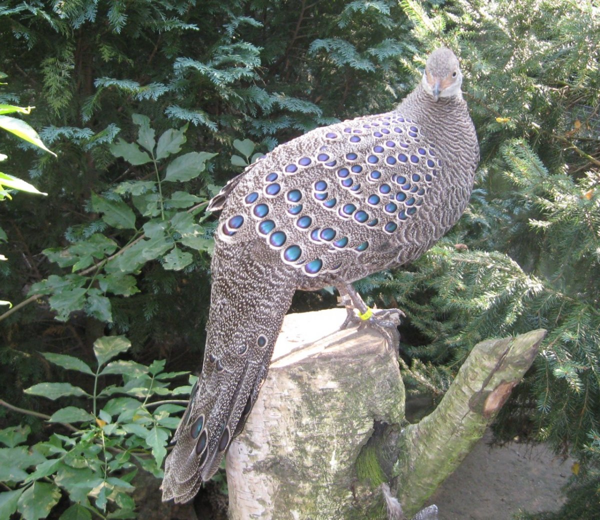 Черноплечий Павлин