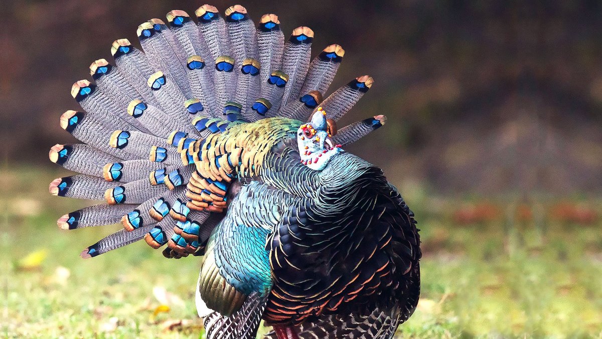 Павлин семейства фазановых