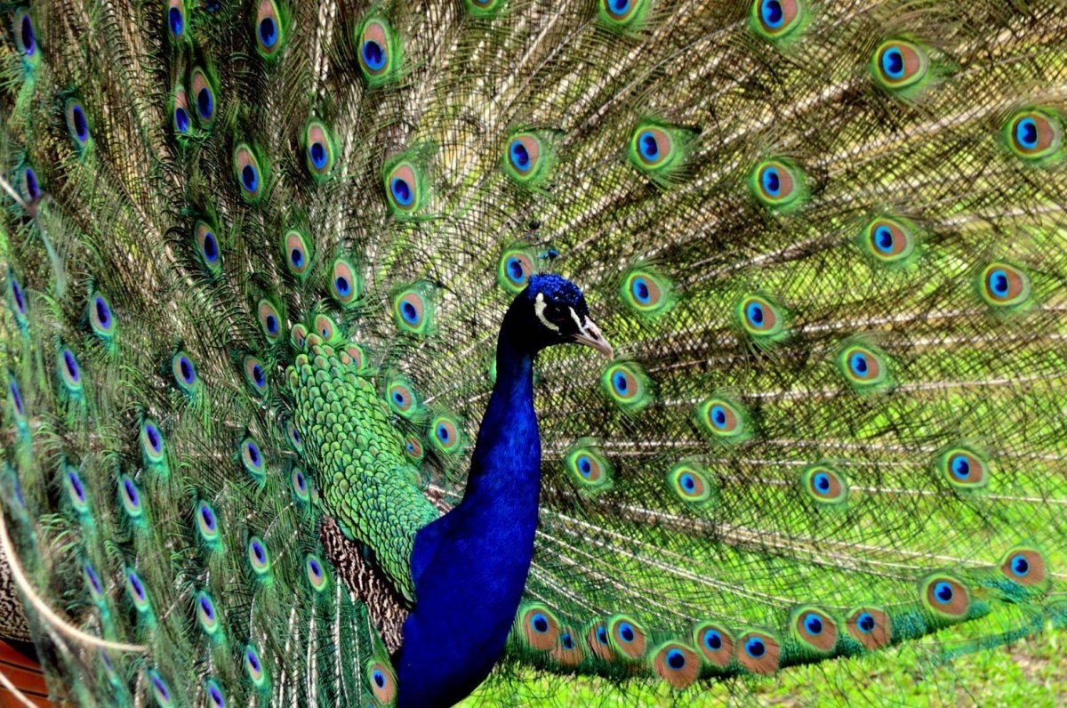 Фазан хвост павлиний павлиний