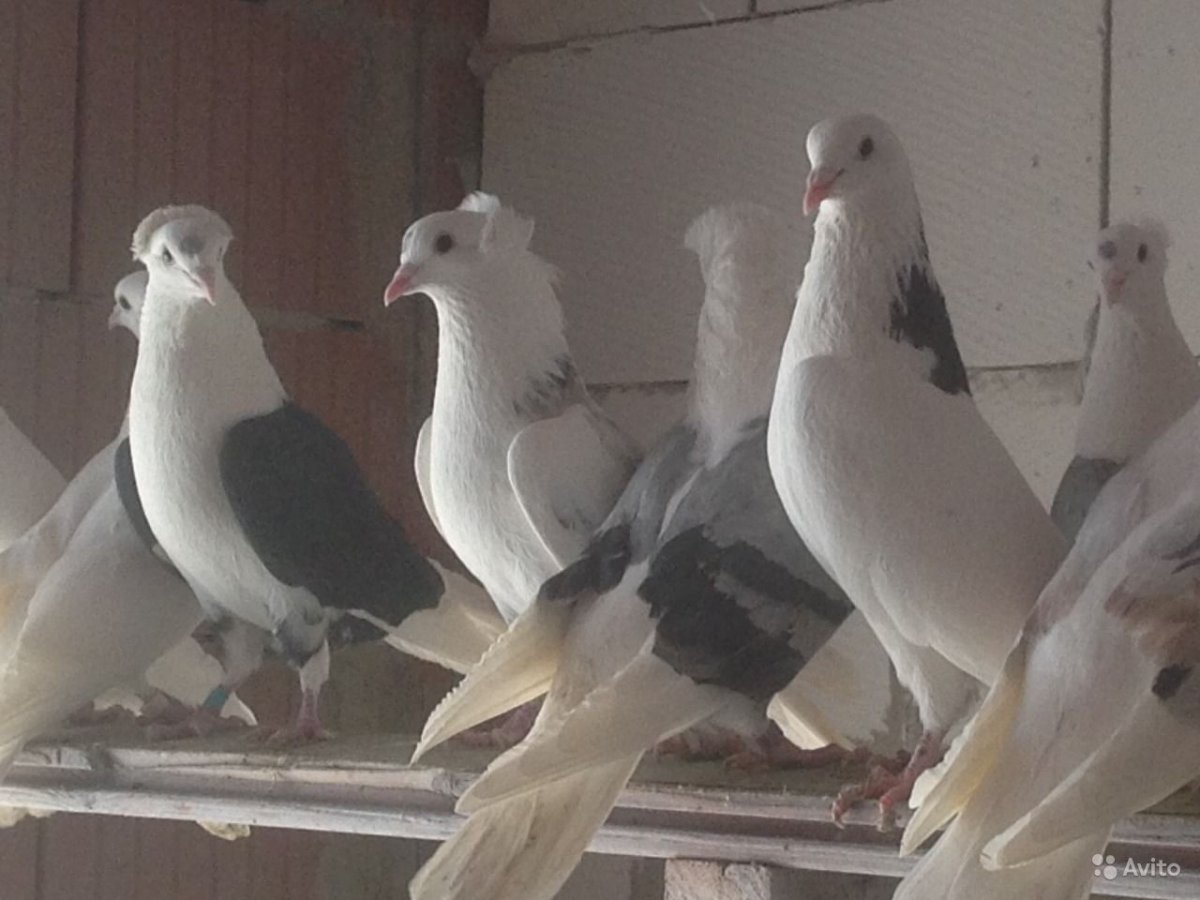 Армянские голуби