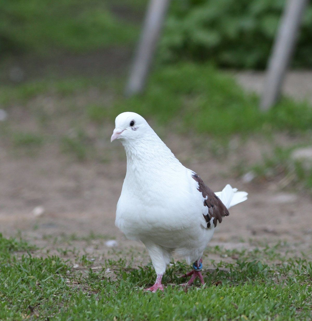 Бакинские голуби