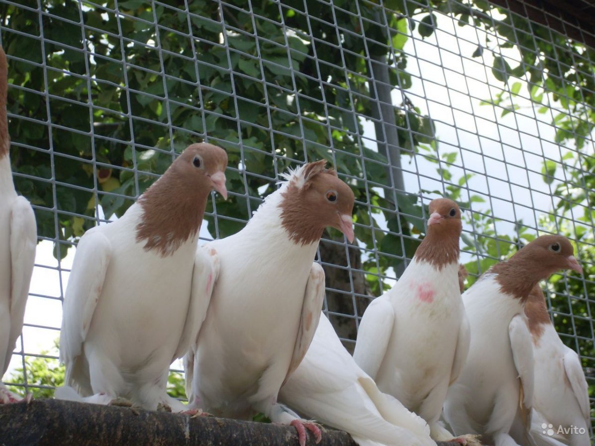 Иранские головатые бойные голуби