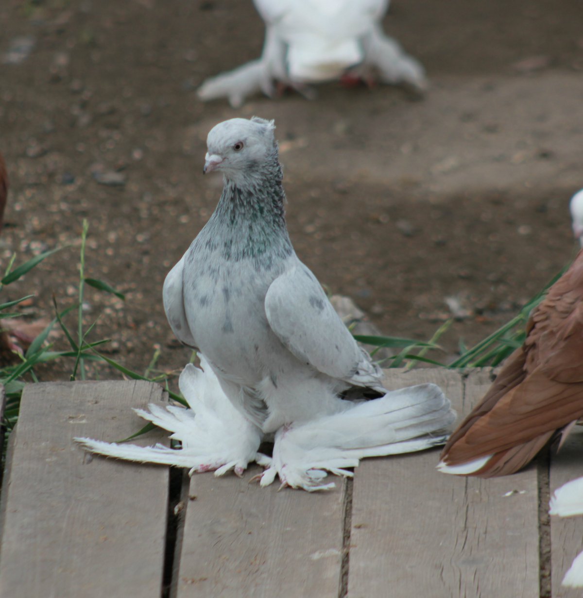 Узбекские бойные голуби челкари
