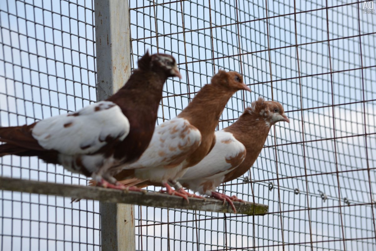 Голуби Бакинские бойные зеркальные