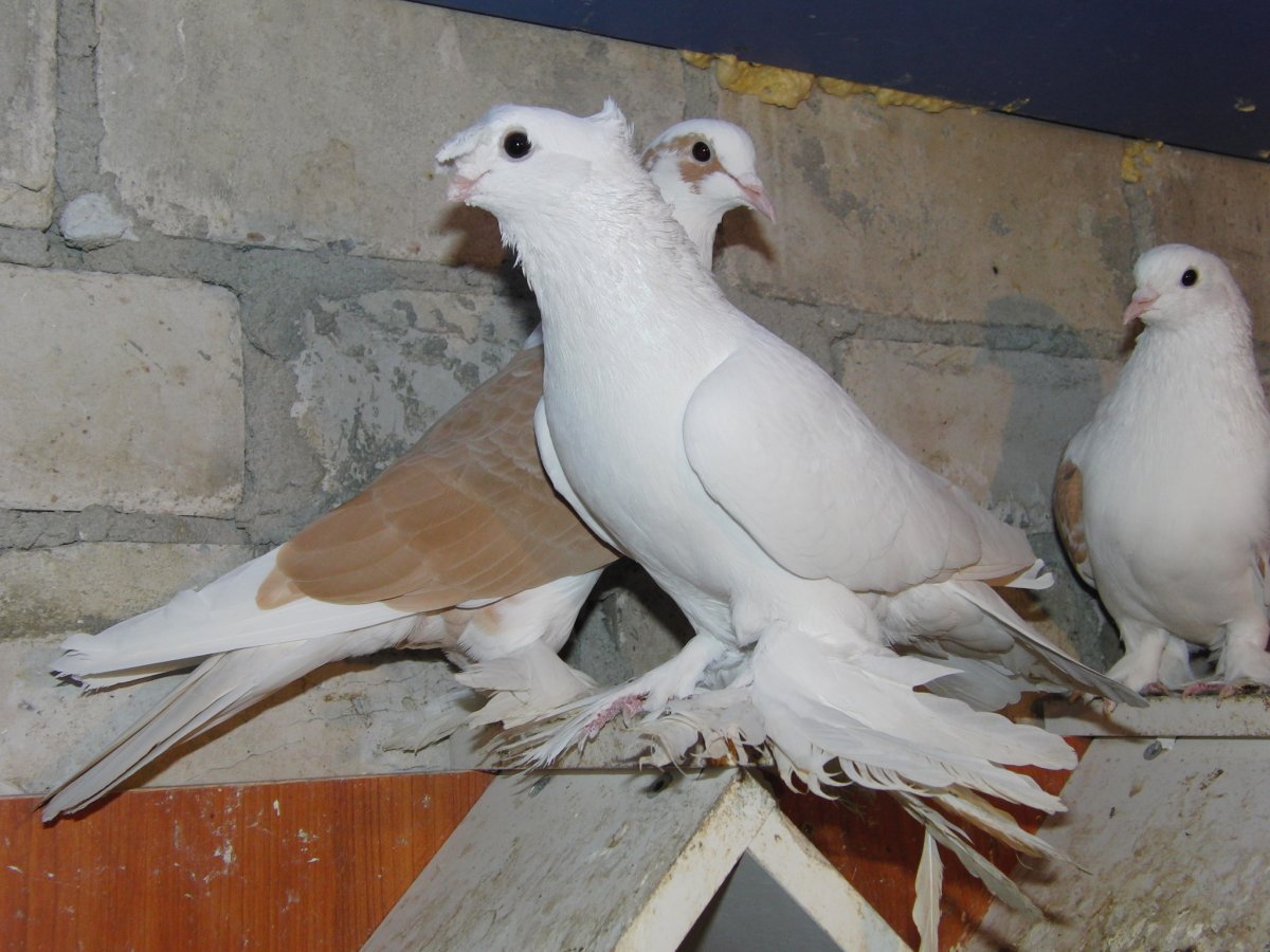 Порода голубей сельджуки