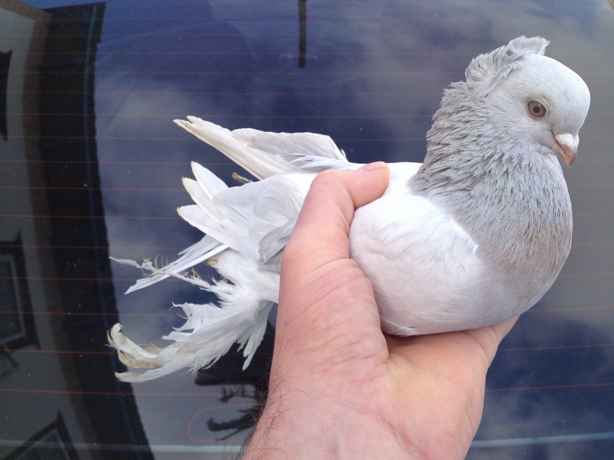 Бойные голуби касаны