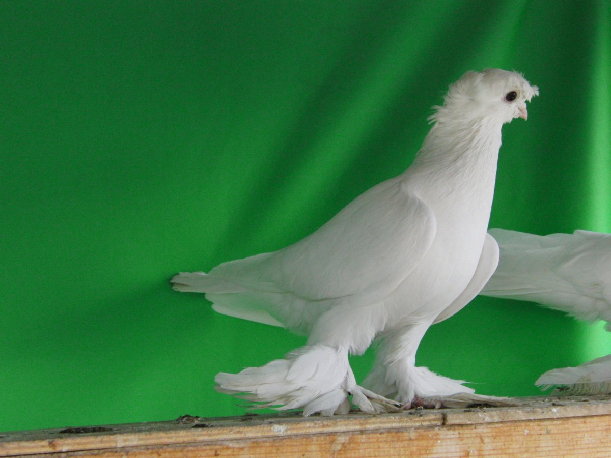 Декоративные голуби