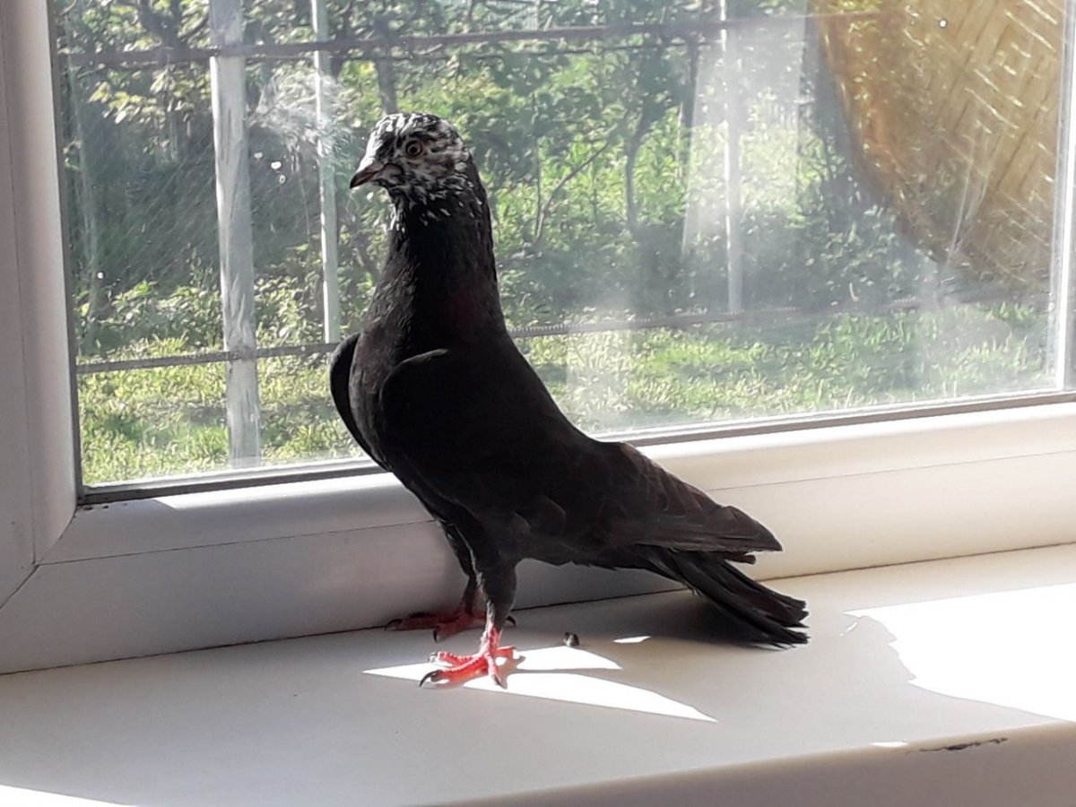 Бойные голуби