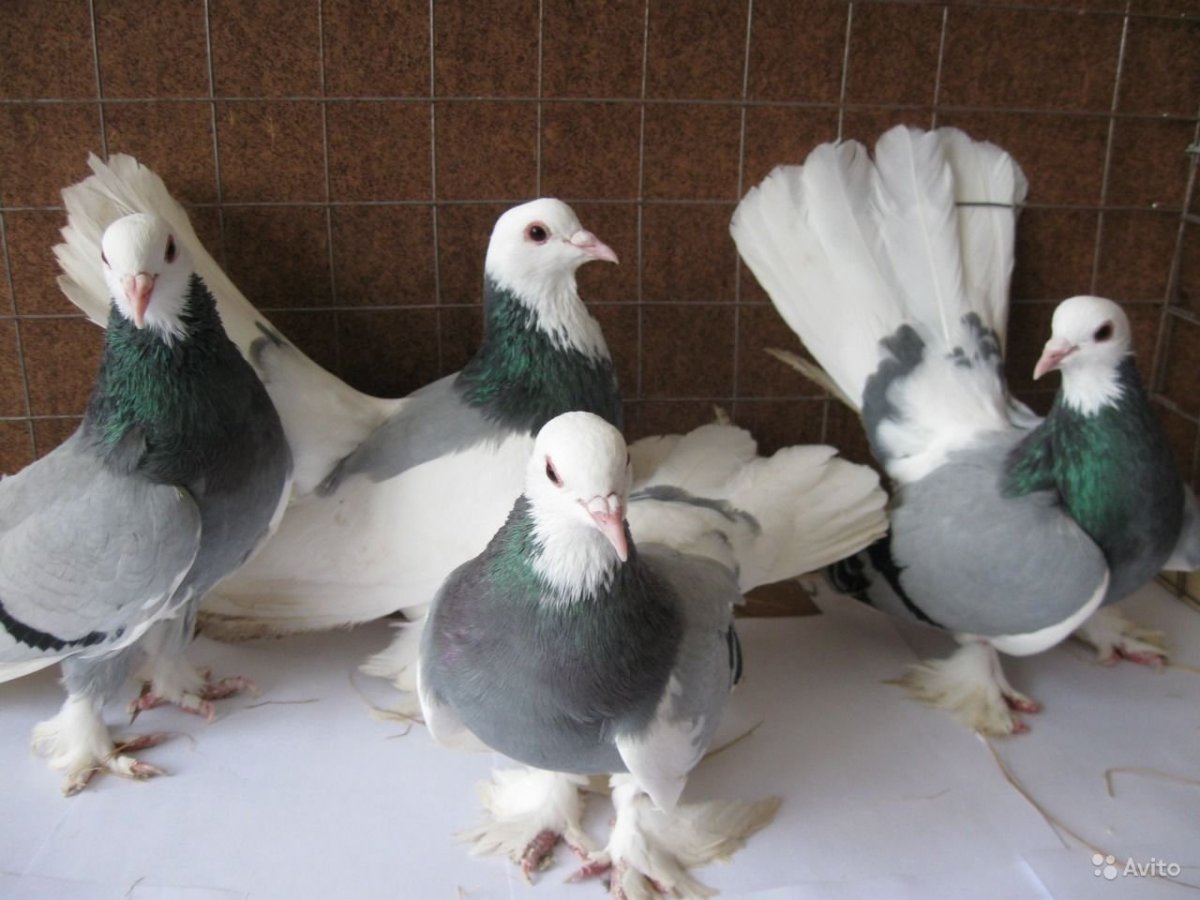 Голуби Вольские высоколетные