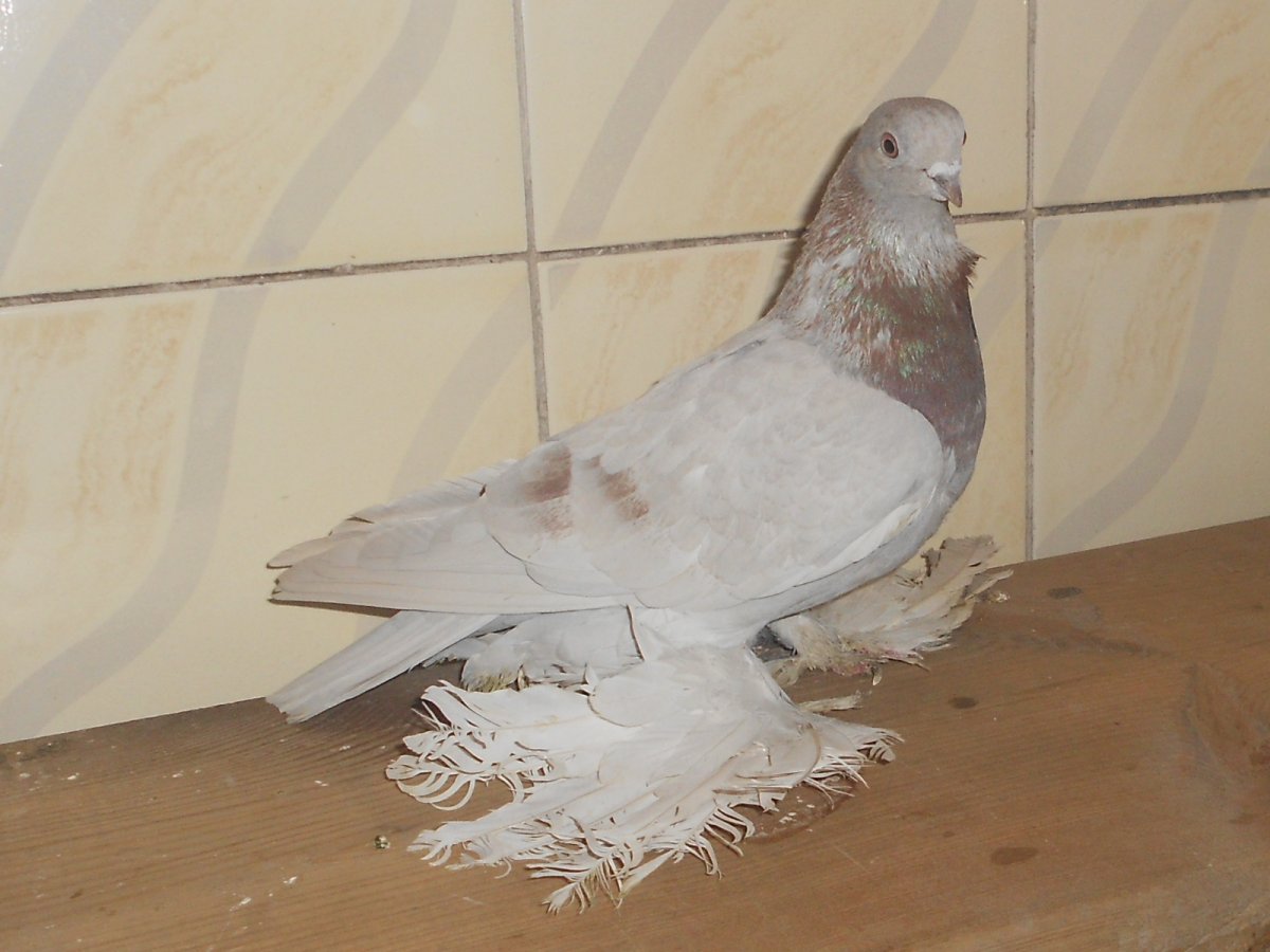 Голуби Агараны двухчубые