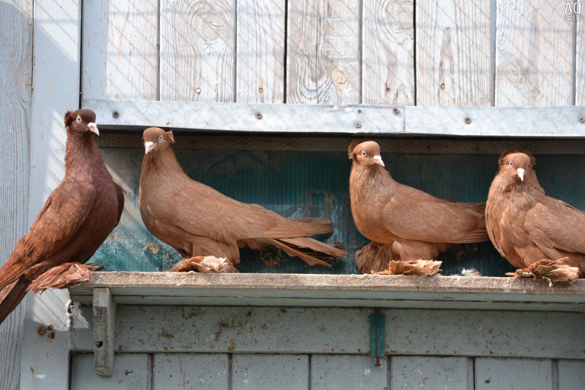 Голубь чубатый бойный