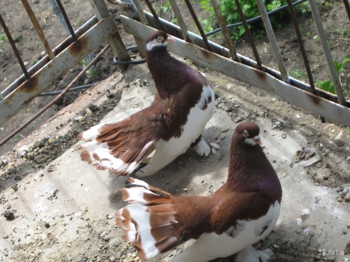 Голуби краснодарские бойные