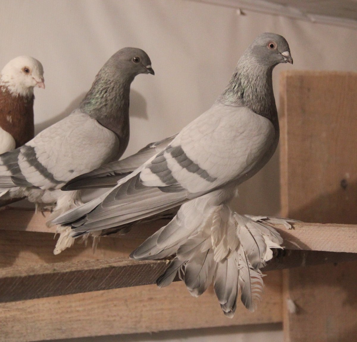 Касаны двухчубые