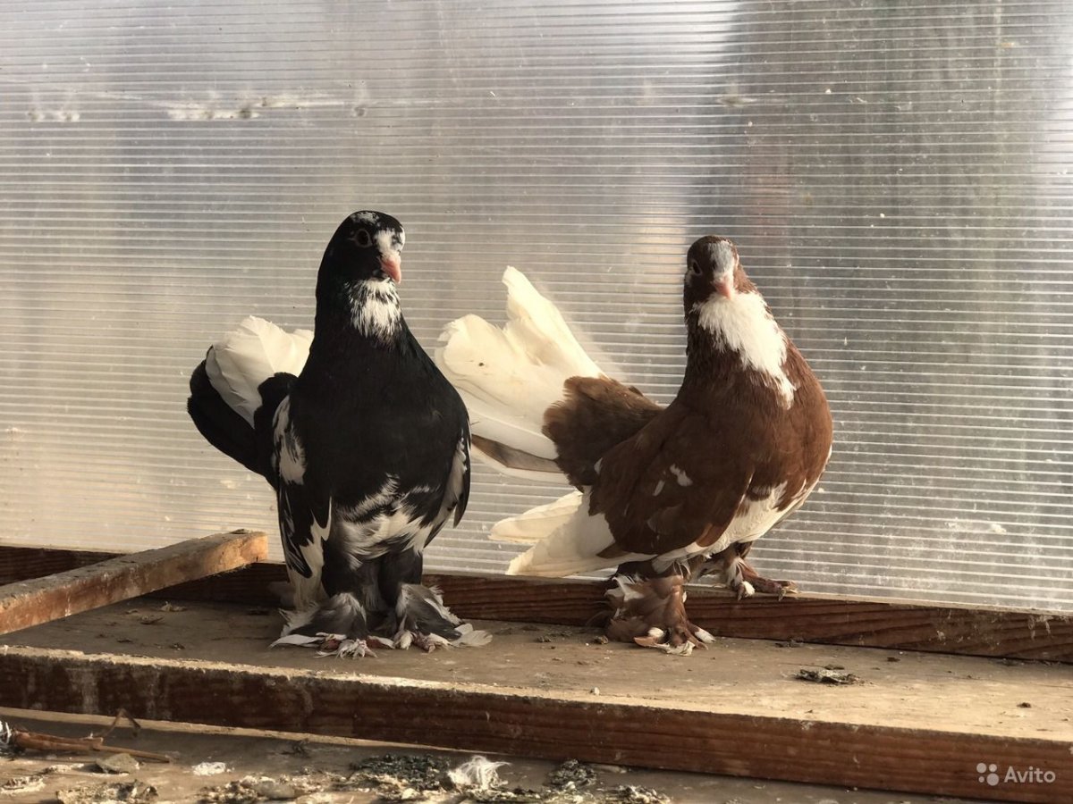 Бакинские бойные голуби