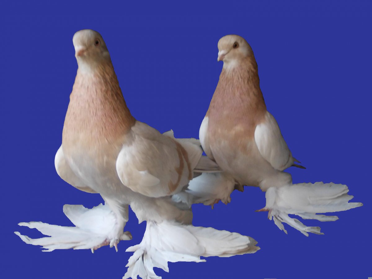 Агараны бойные голуби