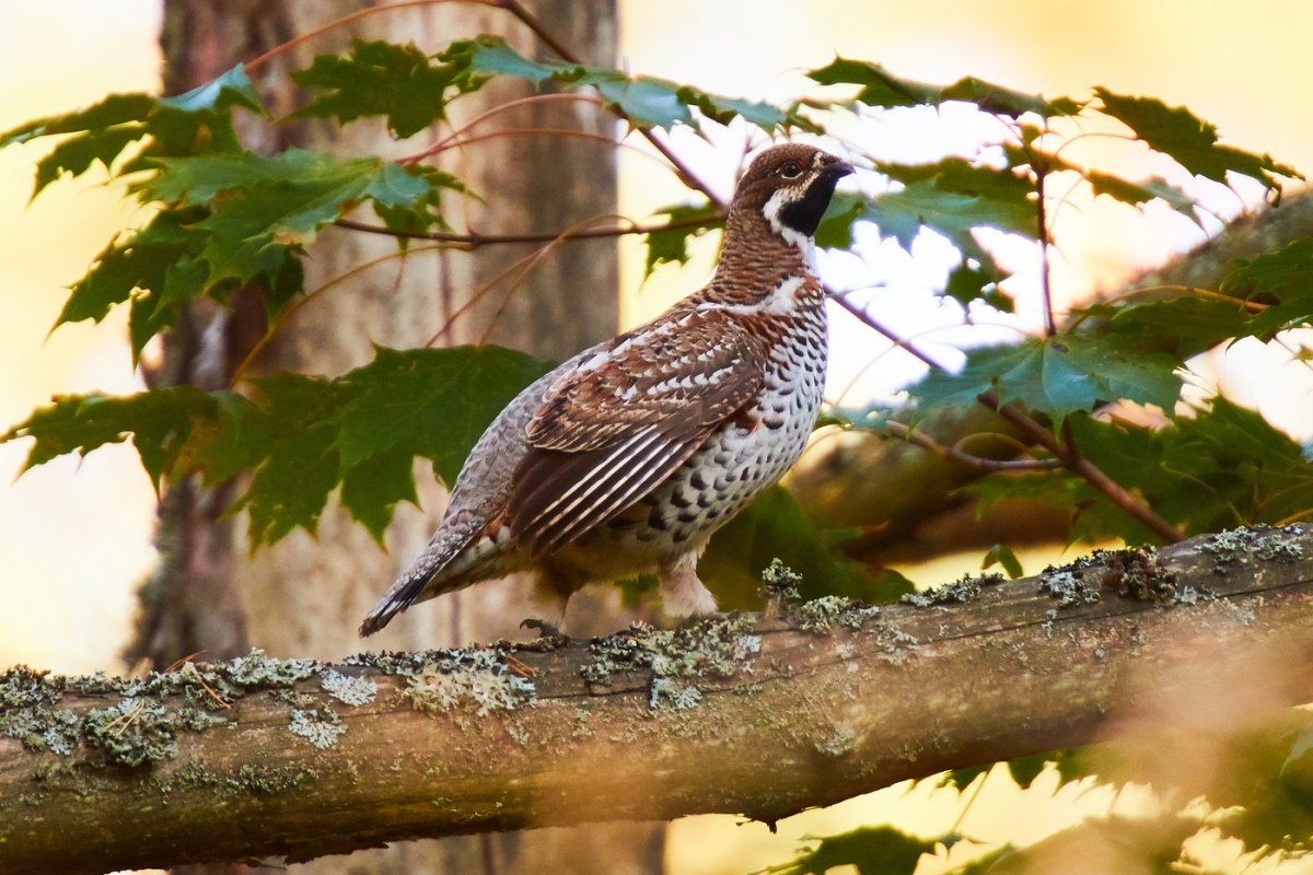 Серый Дрозд рябинник