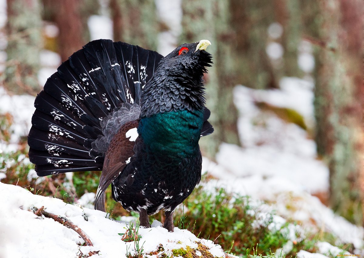 Птицы в лесу