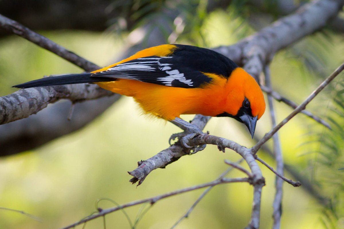 Иволга птица