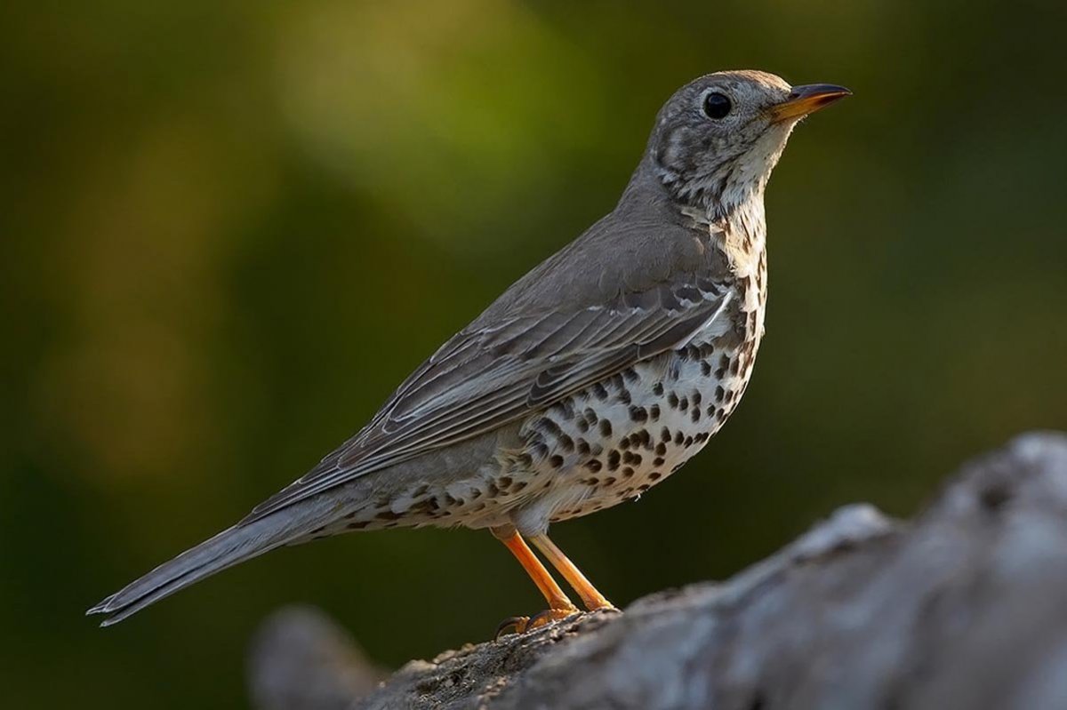 Рябчик (Bonasa bonasia)