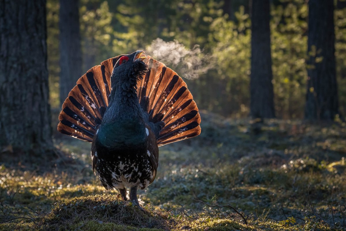 Глухарь птица ареал