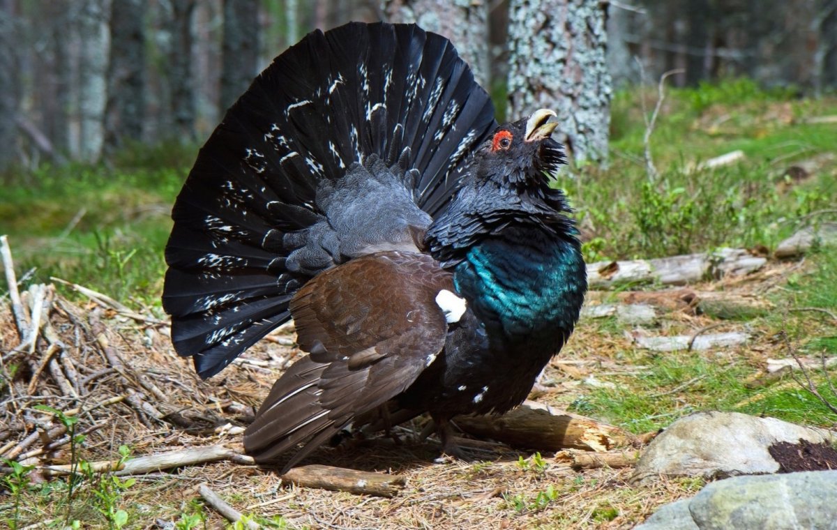 Богемский свиристель