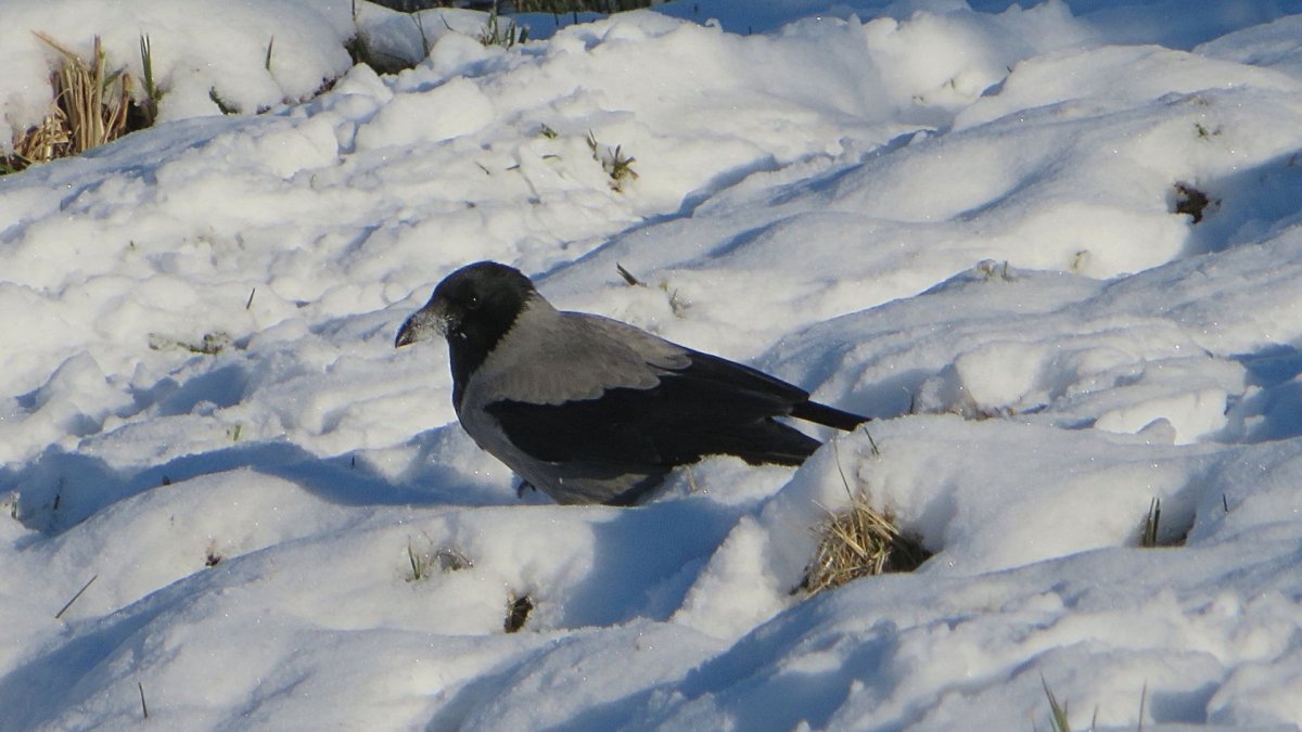 Зимующие птицы Северной Осетии