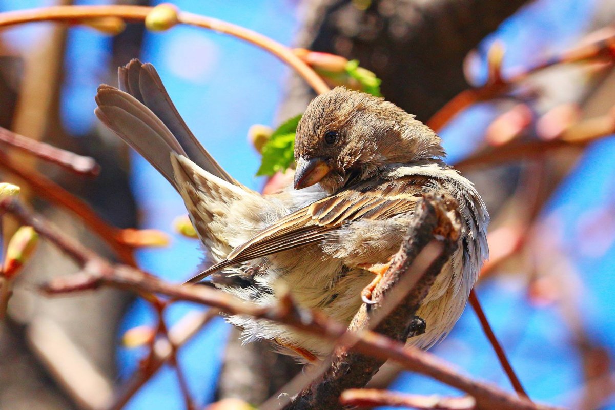 Стайные зимующие птицы