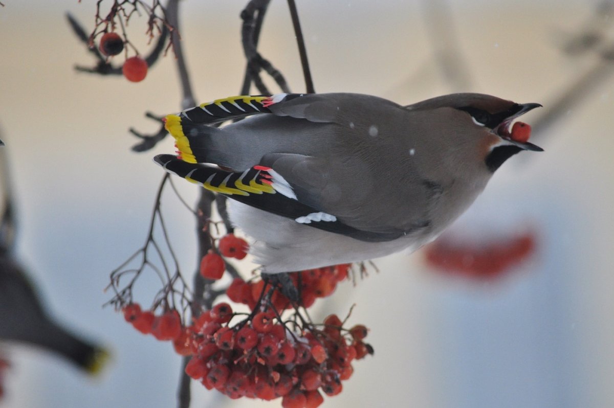 Сойка зимой
