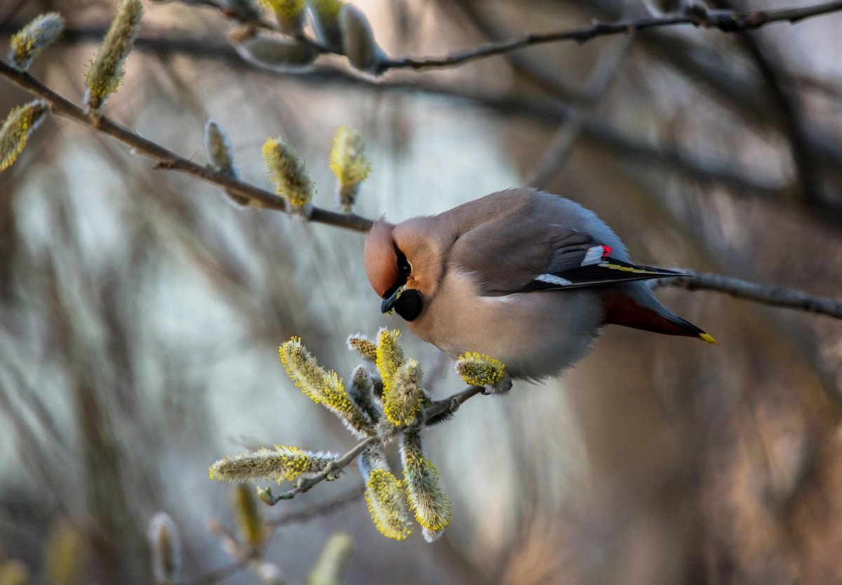 Зимние птицы в Украины