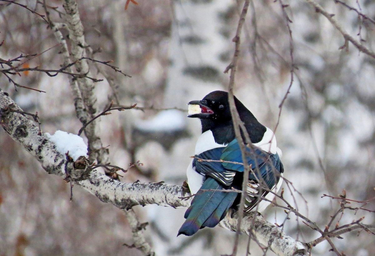 Птицы которые зимуют в Приднестровье