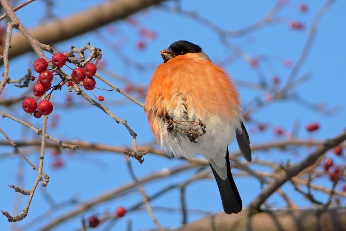 Серый Снегирь
