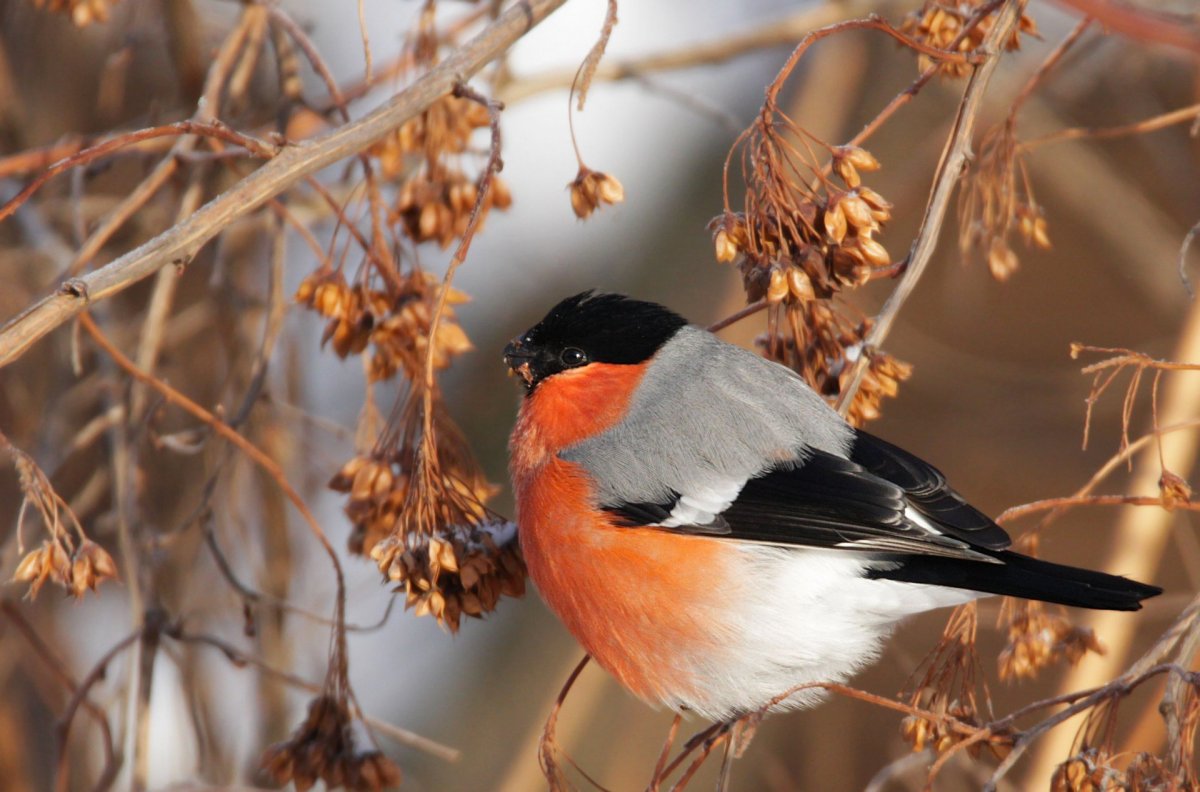 Свиристель и синица