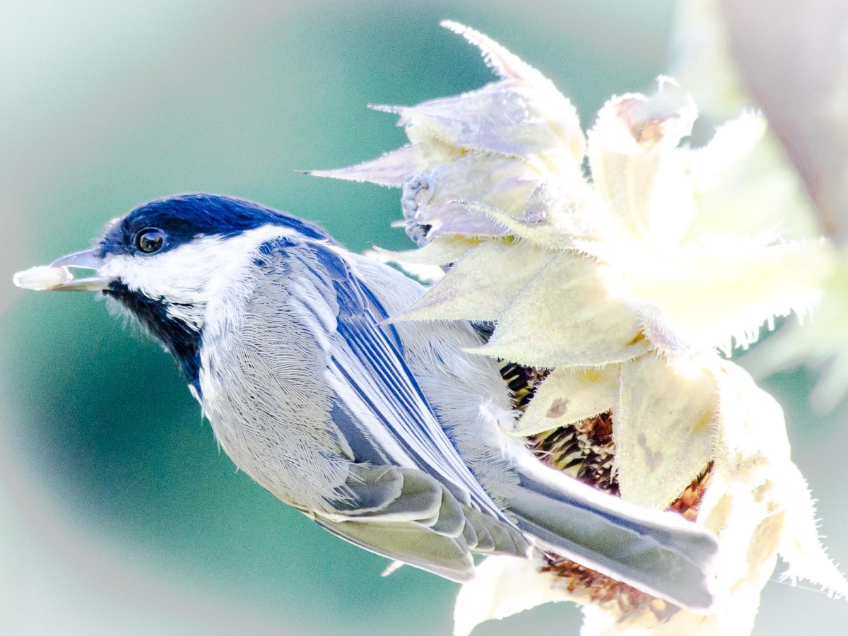 Красивая певчая птиц и в природе