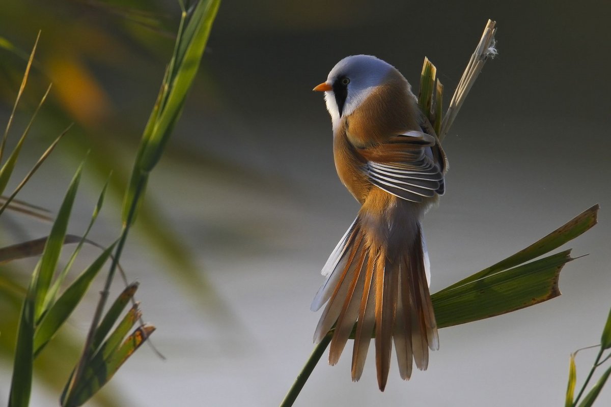 Красивые птицы с цветами