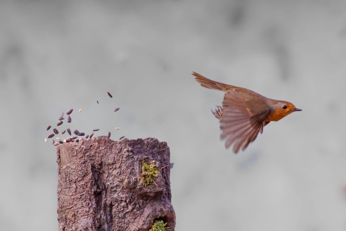 Профессиональные фотографии птиц