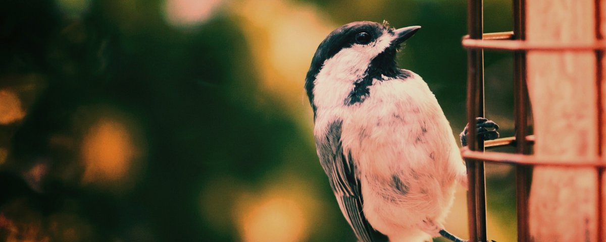 Ворона курит