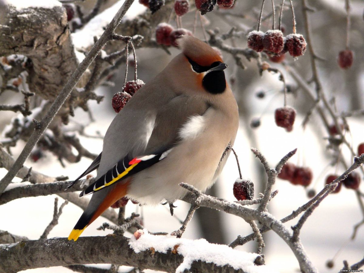 Сойка Аглая