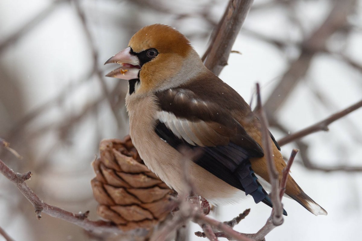 Саратов птица Дрозд