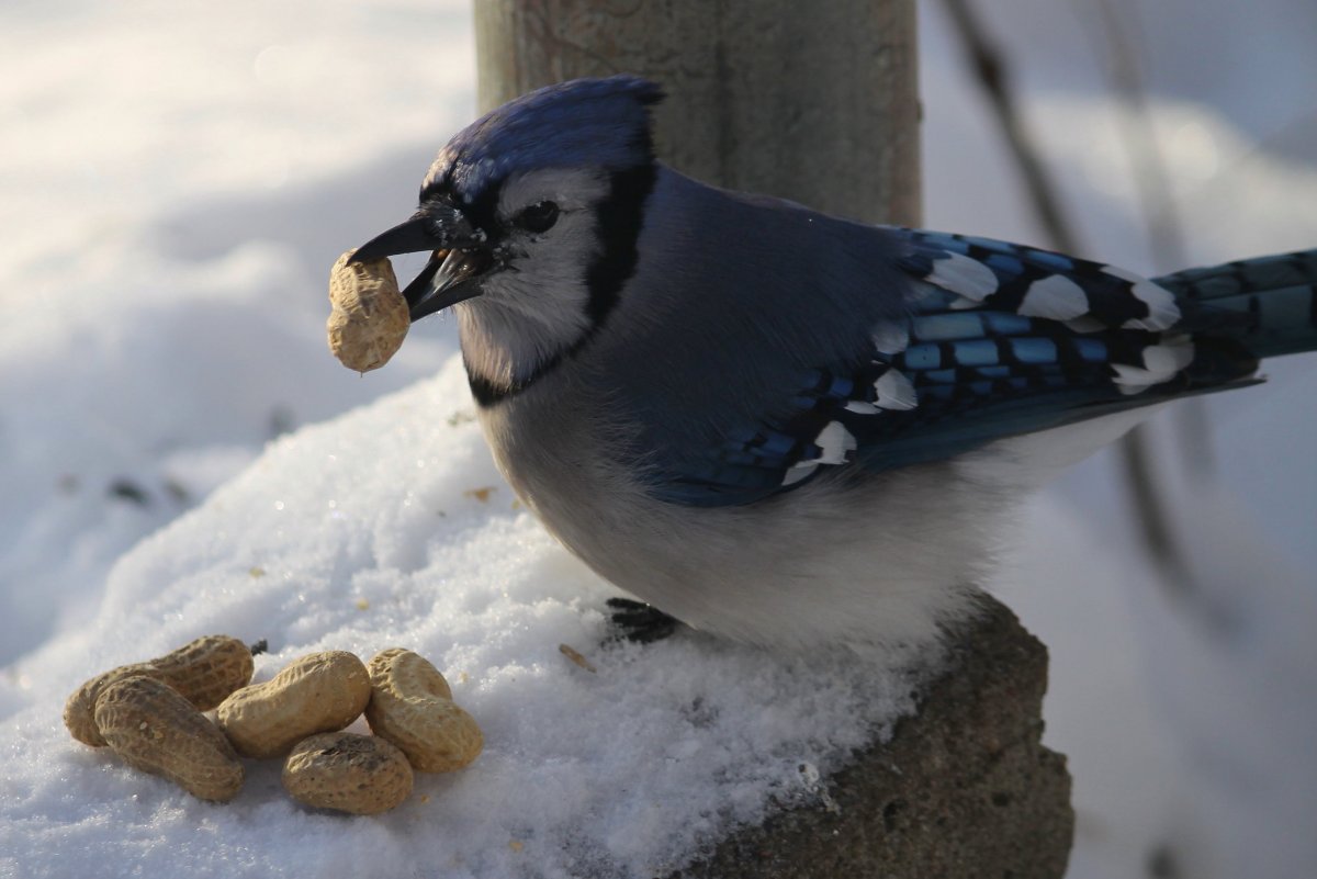 Свиристель красный